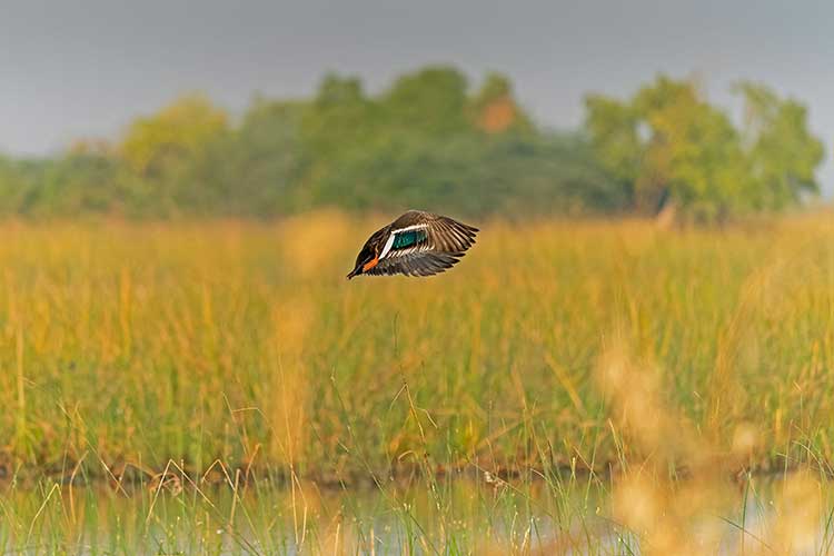 Gujarat_Wildlife_And_Bird_Photography_Trail_10