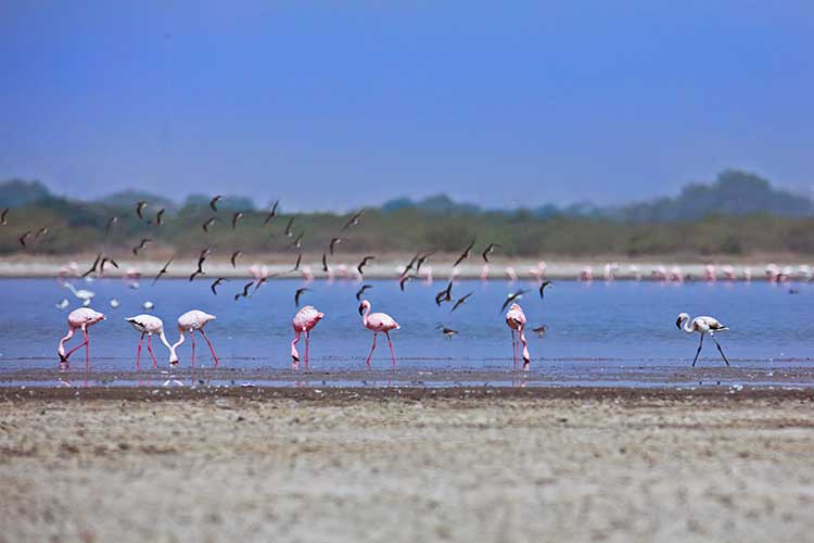 Gujarat_Wildlife_And_Bird_Photography_Trail_12