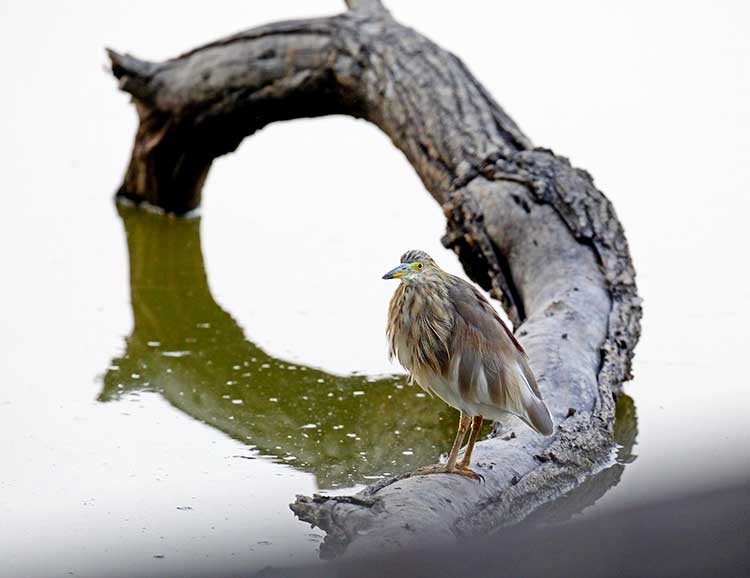 Gujarat_Wildlife_And_Bird_Photography_Trail_14