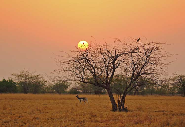 Gujarat_Wildlife_And_Bird_Photography_Trail_15