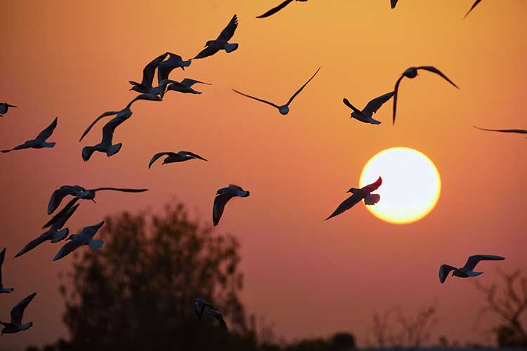 Gujarat_Wildlife_And_Bird_Photography_Trail_17
