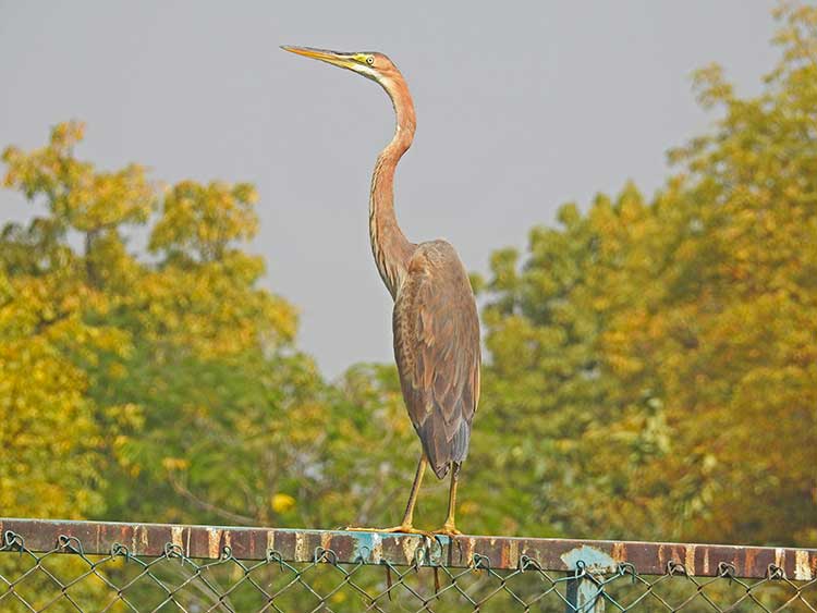 Gujarat_Wildlife_And_Bird_Photography_Trail_20