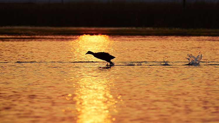 Gujarat_Wildlife_And_Bird_Photography_Trail_3