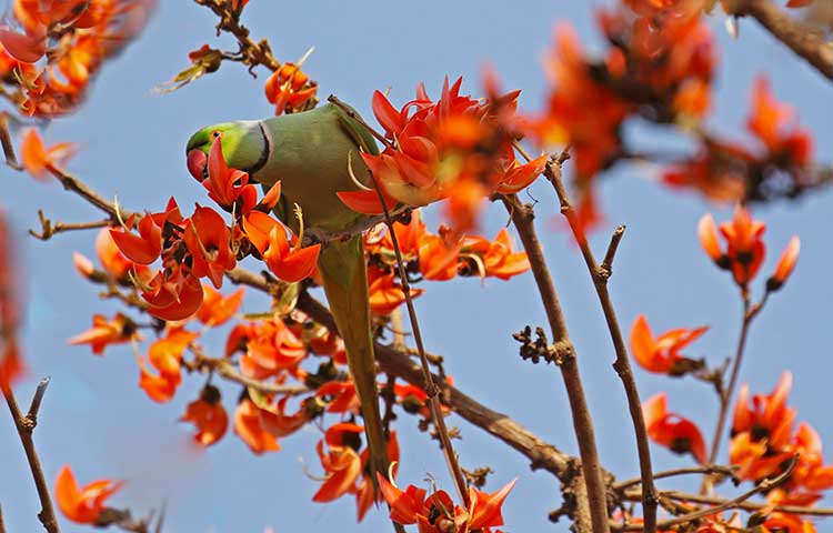 Gujarat_Wildlife_And_Bird_Photography_Trail_6