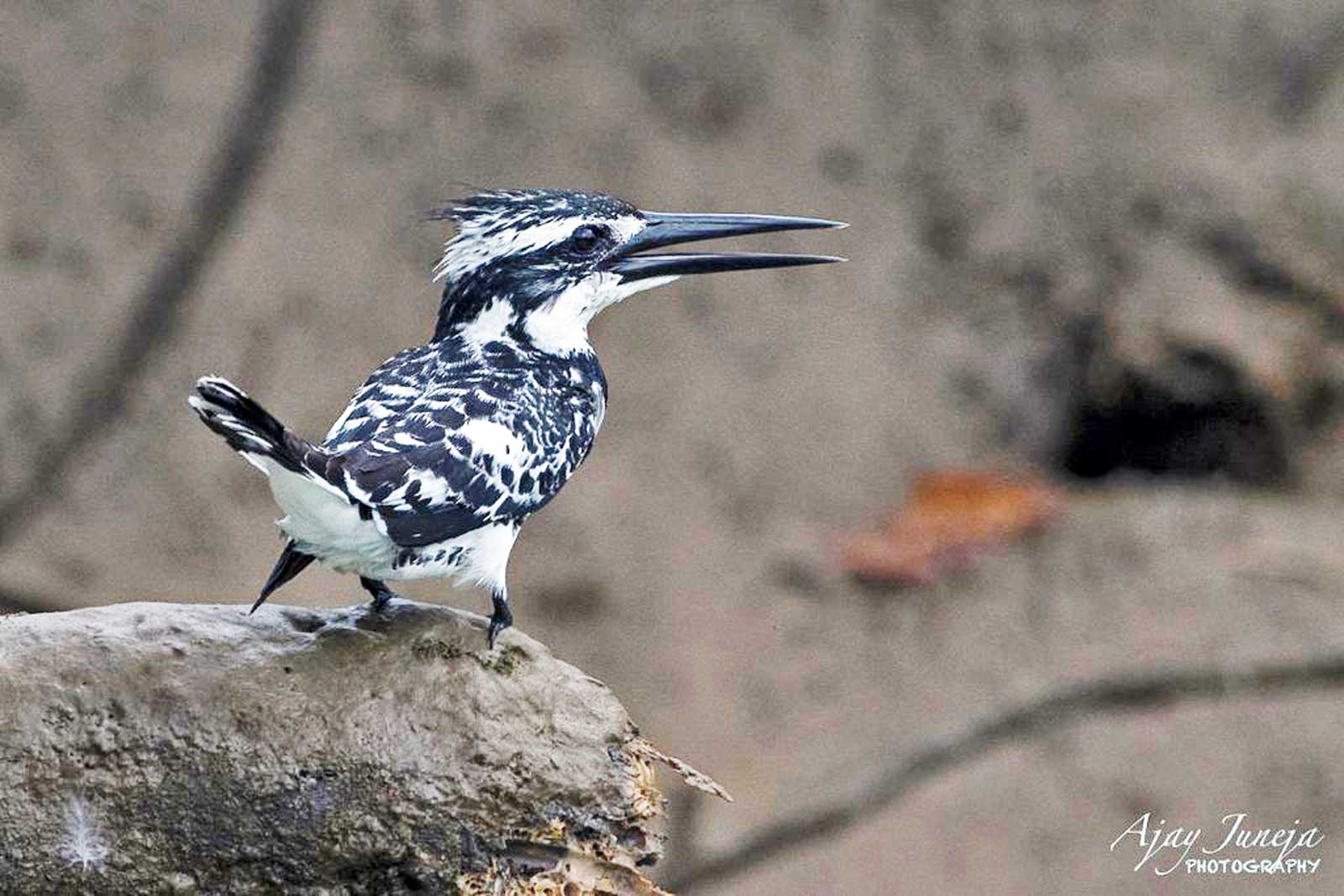 Odisha_Wildlife_And_Bird_Photography_Trail_12