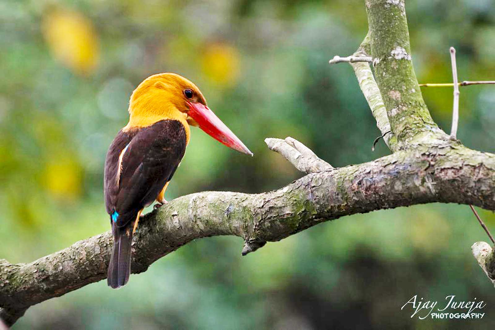Odisha_Wildlife_And_Bird_Photography_Trail_16