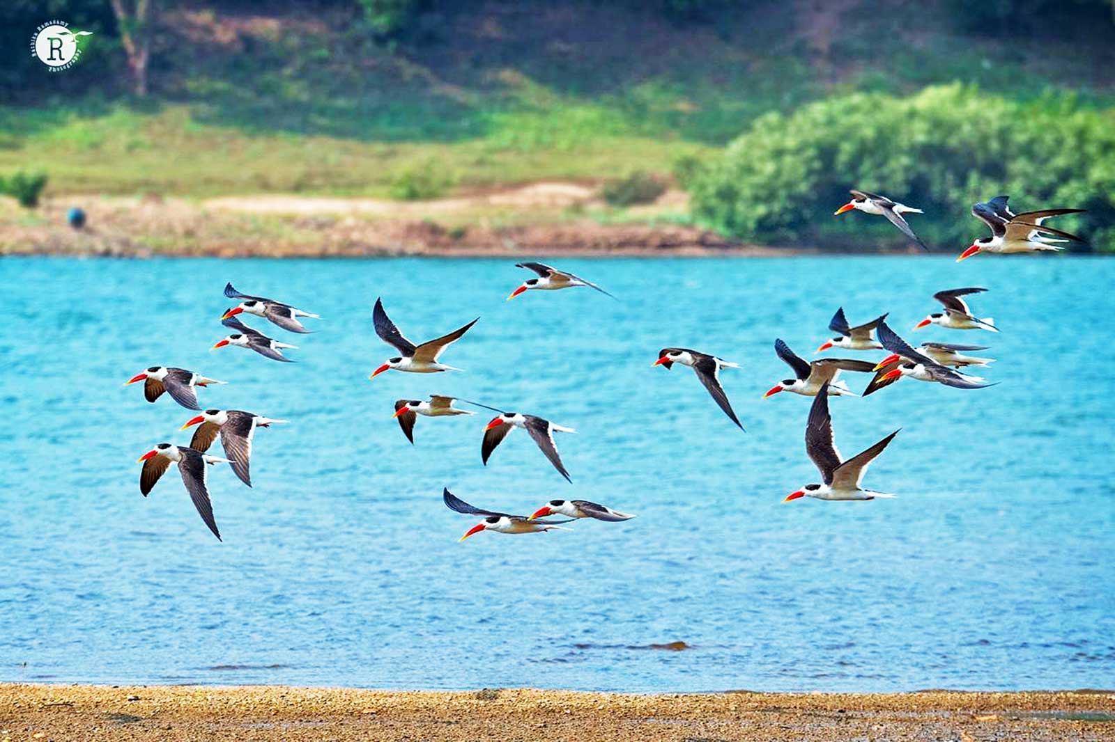 Odisha_Wildlife_And_Bird_Photography_Trail_18