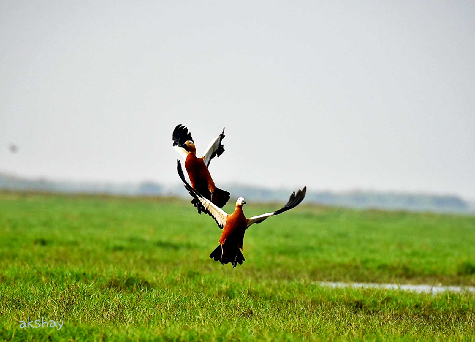 Odisha_Wildlife_And_Bird_Photography_Trail_4