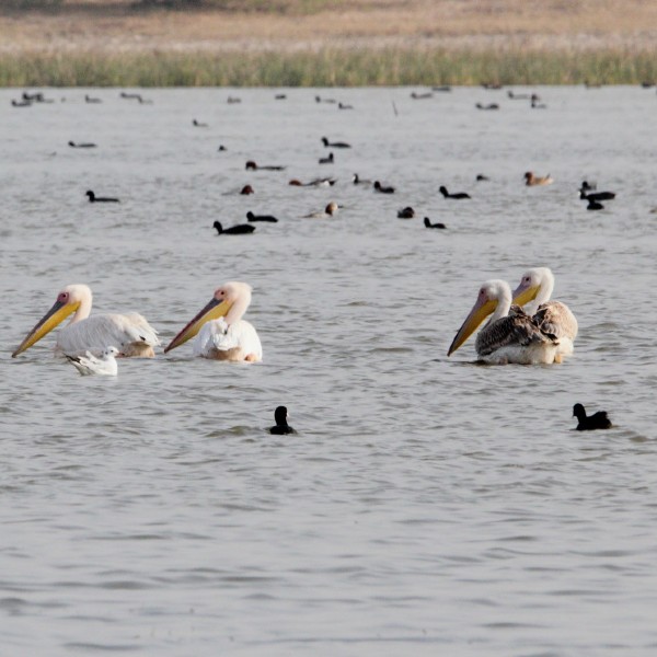 Times Passion Gujarat Wildlife Photography & Bird Watching Trail